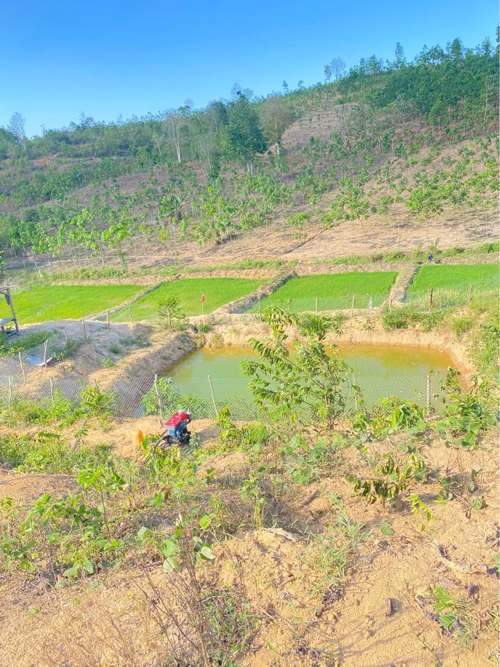 Bán Đất Vườn 12.000m² Gia Lai - 1200 Cây Cafe, Sổ Đỏ Sẵn Sàng