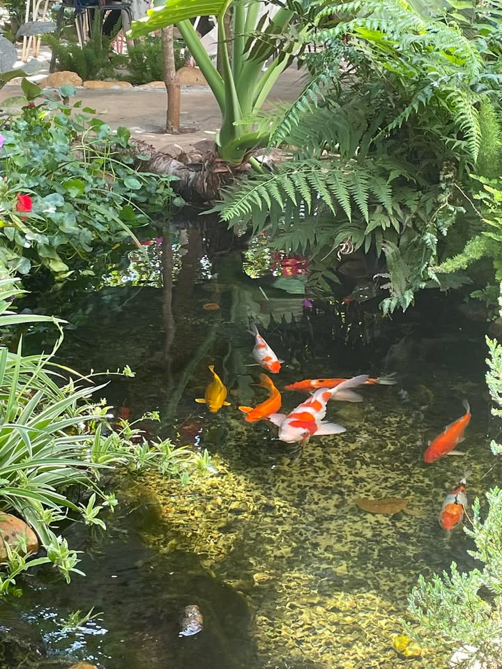 Bán Đất Chính Chủ TT Đăk Đoa - 320m² - 1.3 Tỷ - Sổ Đỏ Sẵn Sàng