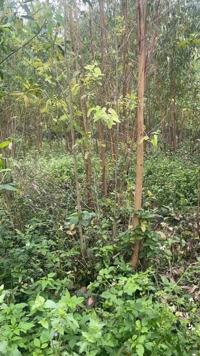 Đất CLN 541m² Sổ Hồng Chính Chủ Gần Biển Châu Tân, Quảng Ngãi