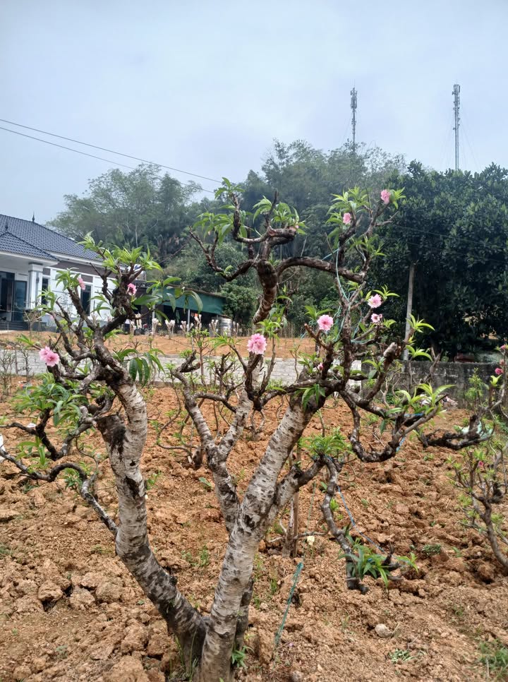 Bán Đất Tuyên Quang 164m² - 1 Tỷ, Gần Trường & UBND Phường Nông Tiến