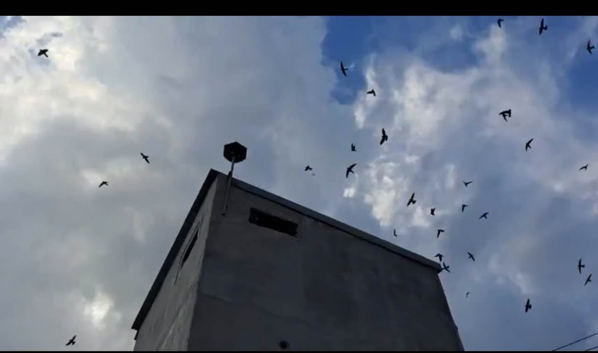 Bán Gấp Đất Vườn 6200m² Hàm Thuận Nam - Giá Tốt 1.55 Tỷ