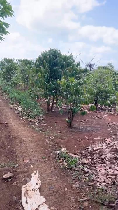 Bán Gấp Đất Vườn 2.6 Sào Phường Khánh Xuân, Buôn Ma Thuột - Chỉ 1.7 Tỷ