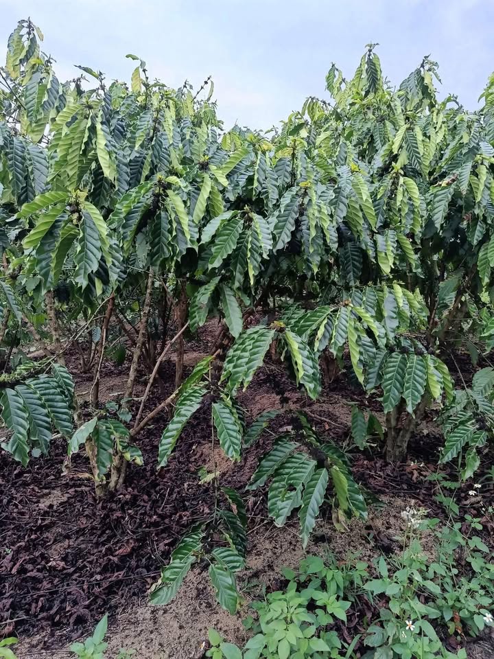 Bán Gấp 7 Sào Cà Phê Thổ Cư, Mặt Tiền Đường 725, Lâm Hà - 2.2 Tỷ