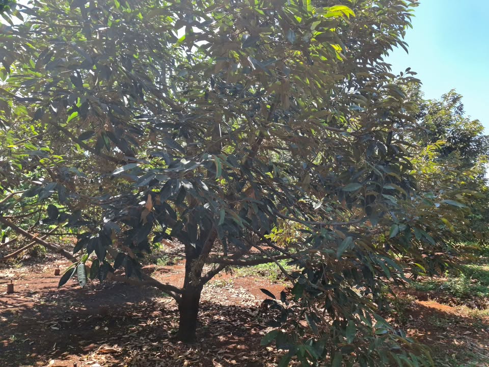 Farm Sầu Riêng 4ha Đắk Lắk - Thu Nhập Khủng 15 Tỷ