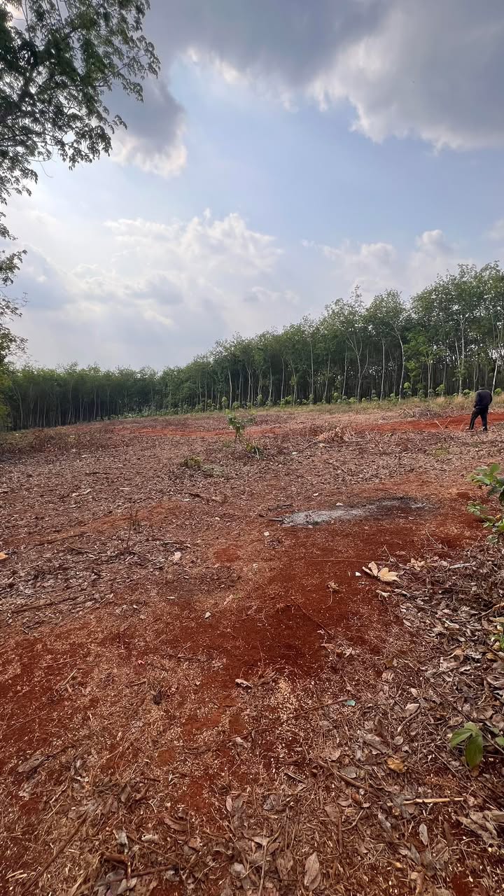 Bán gấp Đất Vườn Lộc Ninh 8000m² - Sổ hồng thổ cư, Giá chỉ 1.1 tỷ