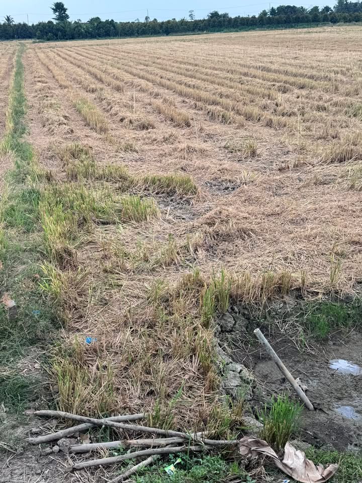 Bán 50.000m² Đất Vườn Tiền Giang - Sổ Đỏ Rõ Ràng, Giá Đầu Tư 2.25 Tỷ