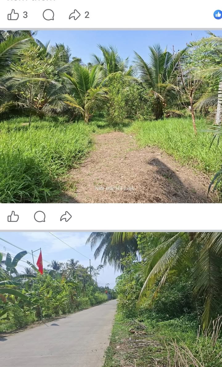 Đất Vườn Dừa Bến Tre 7200m² - Thu Hoạch Ngay, Giá 6.3 Tỷ