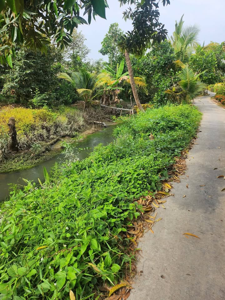 Đất Vườn Tiền Giang 532m² - Sẵn Sầu Riêng, Đường Xe Hơi, Giá Đầu Tư 1.12 Tỷ