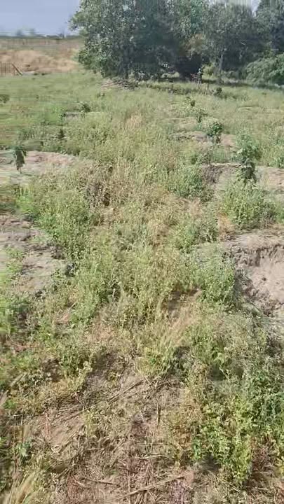 Bán Gấp 10ha Đất Rẫy Ia Grăng, Gia Lai - Giá Đầu Tư 1.3 Tỷ