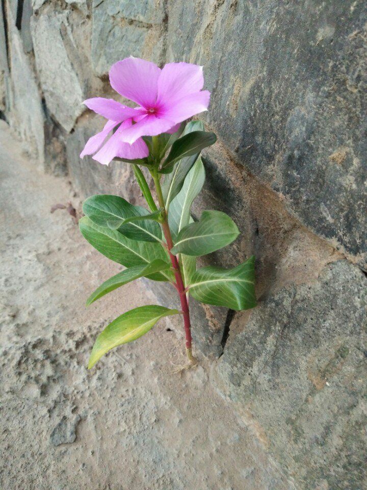 Bán Đất Thổ Cư Long Hồ 571m² Mặt Tiền 8m Nở Hậu - Gần Chợ Phú Đức