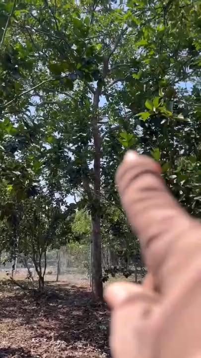 Bán đất 500m² Phường Bảo Vinh, Long Khánh - Tặng vườn bưởi trĩu quả, Sổ riêng