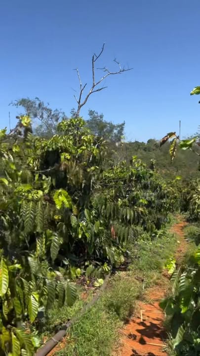 Đất Rẫy 10.000m² Tuy Đức - Sổ Đỏ Đầy Đủ, Giá Đầu Tư 2.75 Tỷ