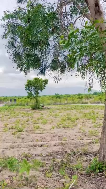 Bán Đất Nền 22ha Ninh Thuận - Sổ Đỏ Riêng, Tiềm Năng Farmstay & Trang Trại Lớn