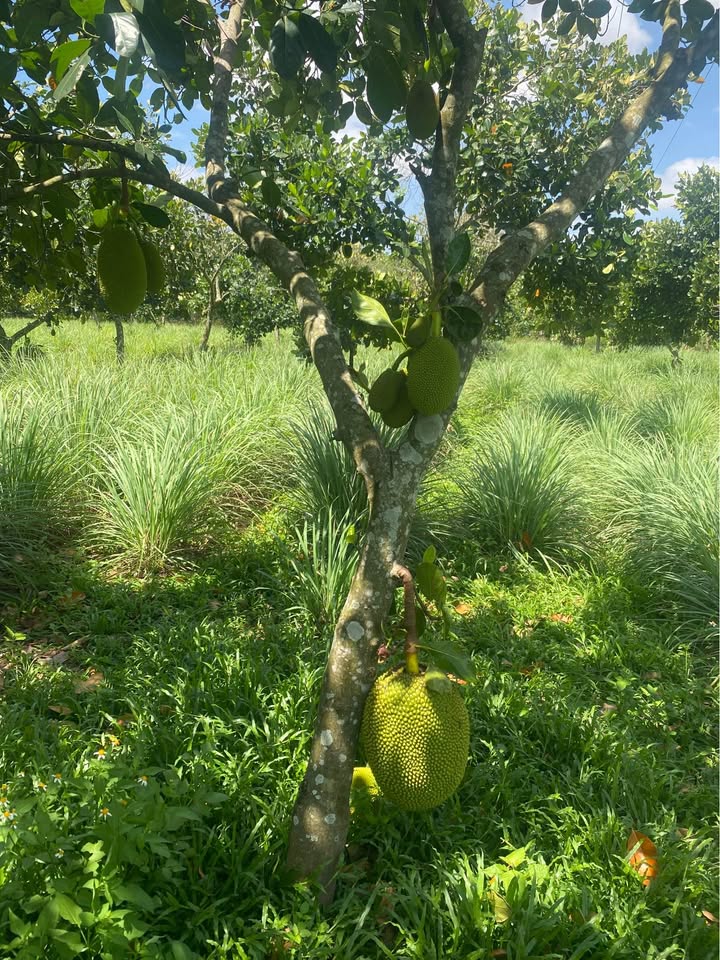 Farm View Suối Lớn Buôn Đôn 9500m² - Tặng Vườn Mít Thái Thu Hoạch