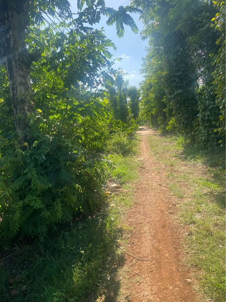 Đất Nền Krông Pắc 3960m² - Giá 890 Triệu - Sổ Đỏ Sẵn Sàng