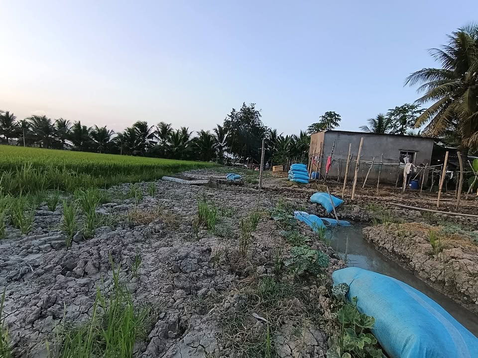 Bán 14 Công Đất Vườn Trà Vinh - Sẵn Vườn Dừa, Sổ Đỏ Chính Chủ