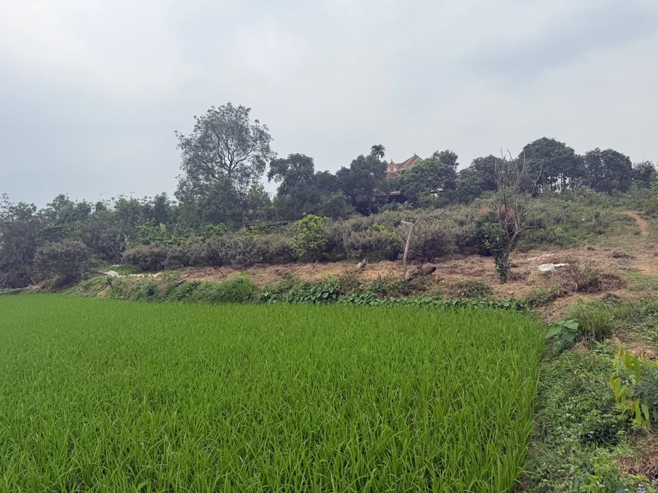 Bán đất Sóc Sơn 1000m² - Thổ cư 200m², lý tưởng Farmstay