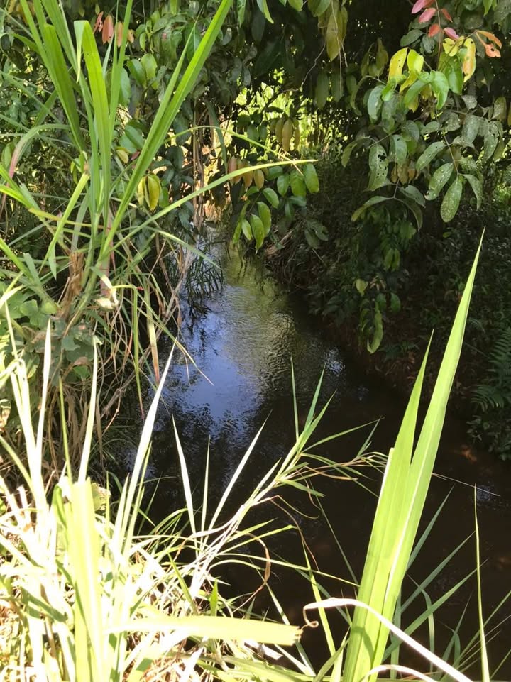 Bán Đất Vườn 2.5ha Giáp Suối Bảo Lộc - Lý Tưởng Farmstay, Nghỉ Dưỡng