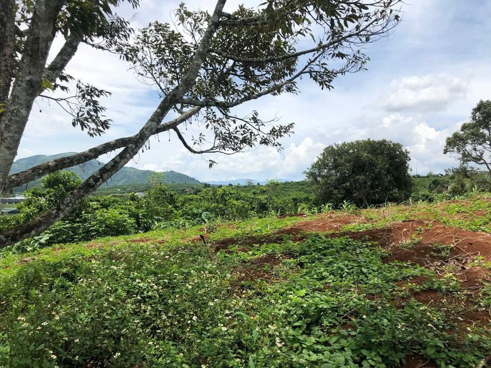 Đất Vườn Nghỉ Dưỡng 4000m² Lộc An, Bảo Lâm - View Thoáng, Sổ Riêng