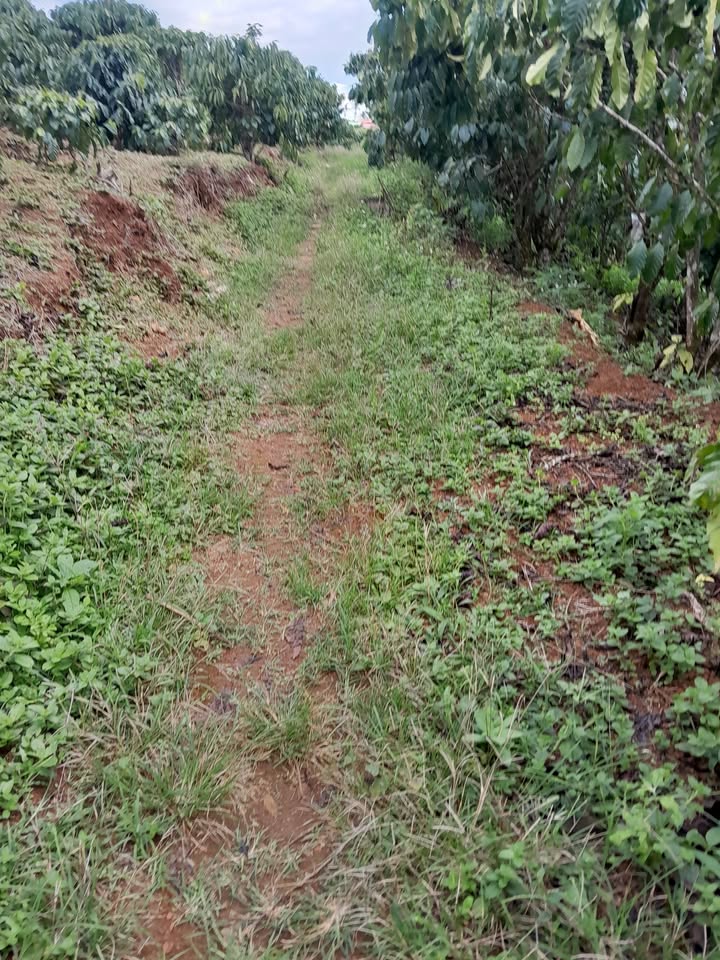 Bán Gấp Đất Vườn 3600m² Sổ Đỏ Xã Lộc Ngãi, Bảo Lâm - Giá Đầu Tư 5.3 Tỷ