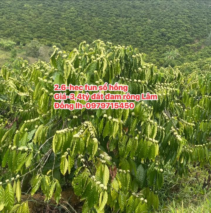 Đất Vườn Đạ Lây, Lâm Đồng 2.6ha Sổ Hồng Giá Tốt - Đầu Tư Sinh Lời