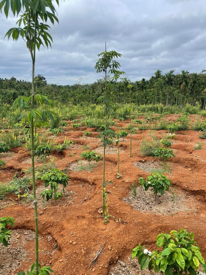 Bán Gấp 4 Sào Đất Nông Nghiệp Phường Tân Lập, Buôn Ma Thuột - Giá Rẻ Nhất Khu Vực!