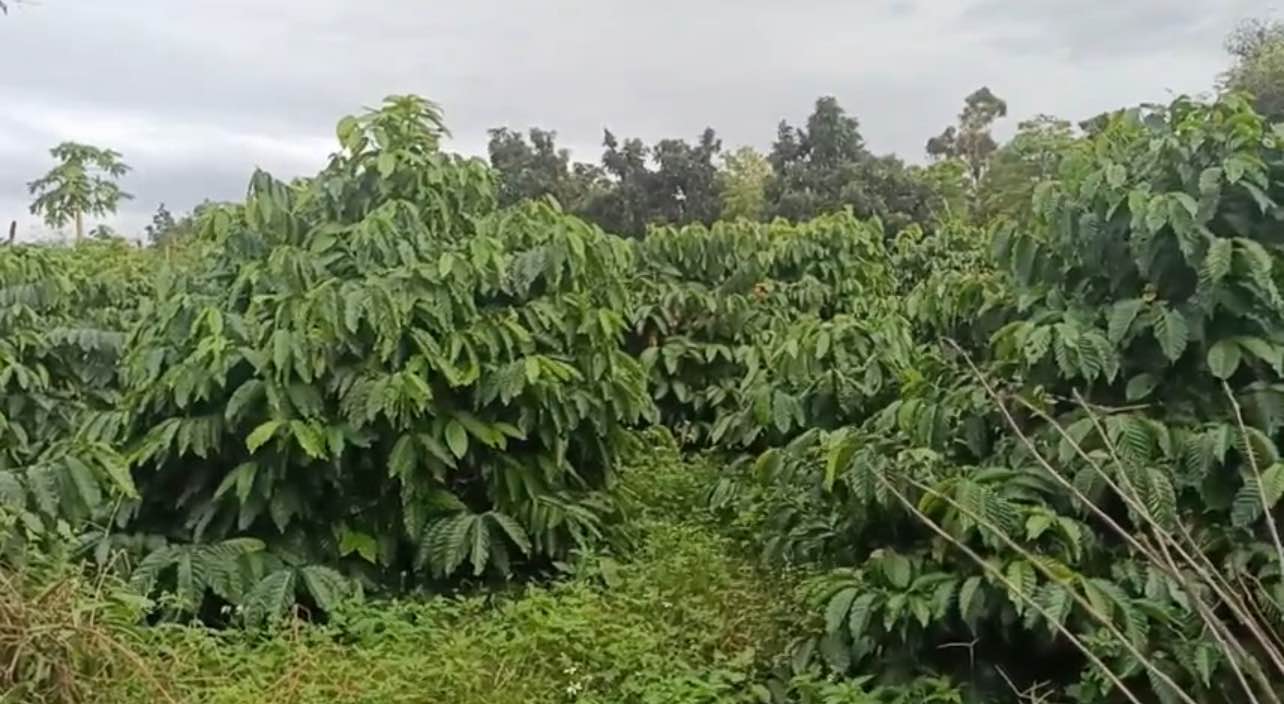 Bán Gấp Trang Trại Sầu Riêng, Cà Phê 3.1ha Gia Lai - Thu Nhập Ổn Định