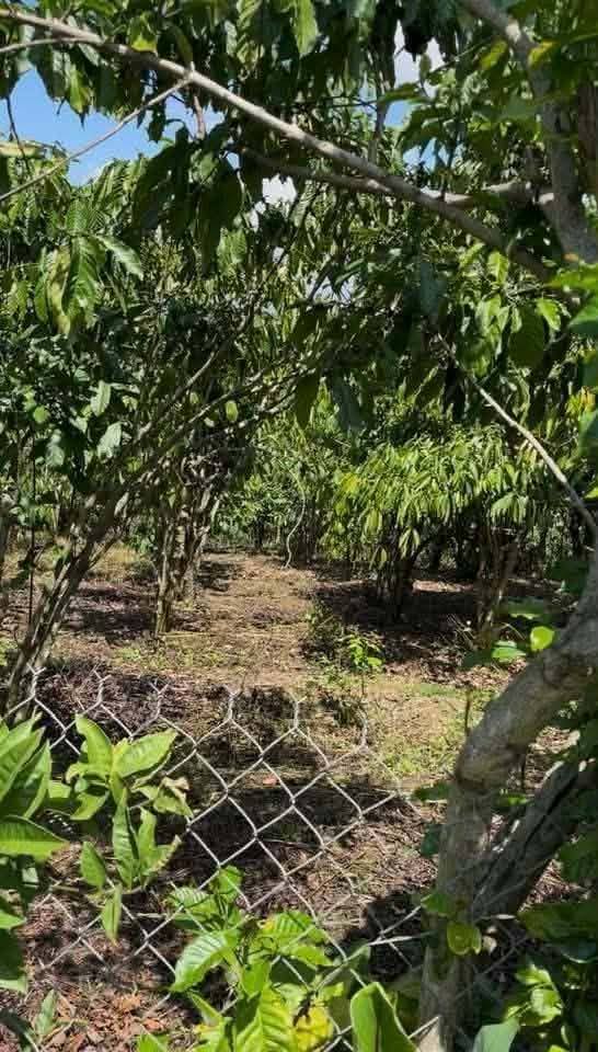 Bán Gấp Đất Vườn 16920m² Xã Hòa Ninh, Long Hồ, Vĩnh Long - Giá Đầu Tư 2.67 Tỷ