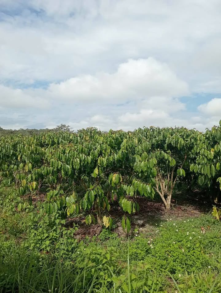 Đất Nền Lộc Phú, Bảo Lâm 6300m² - Sổ Đỏ Sẵn Sàng, Giá Đầu Tư 2.4 Tỷ