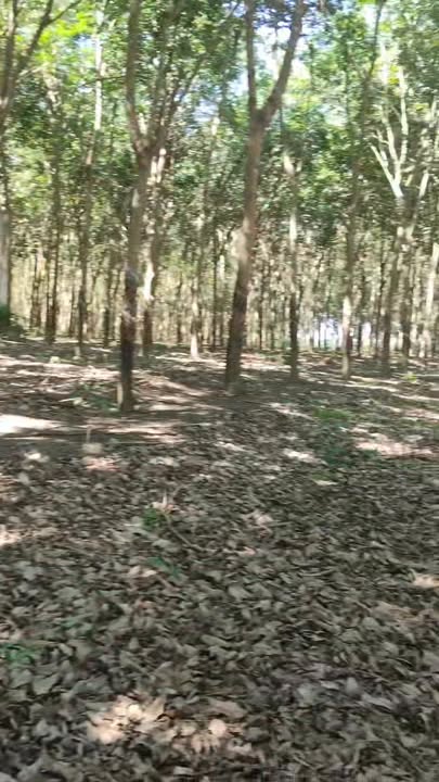 Bán Gấp 2.8ha Đất Farm Xã Tiến Hưng, Đồng Xoài - Sẵn Sàng Thu Hoạch