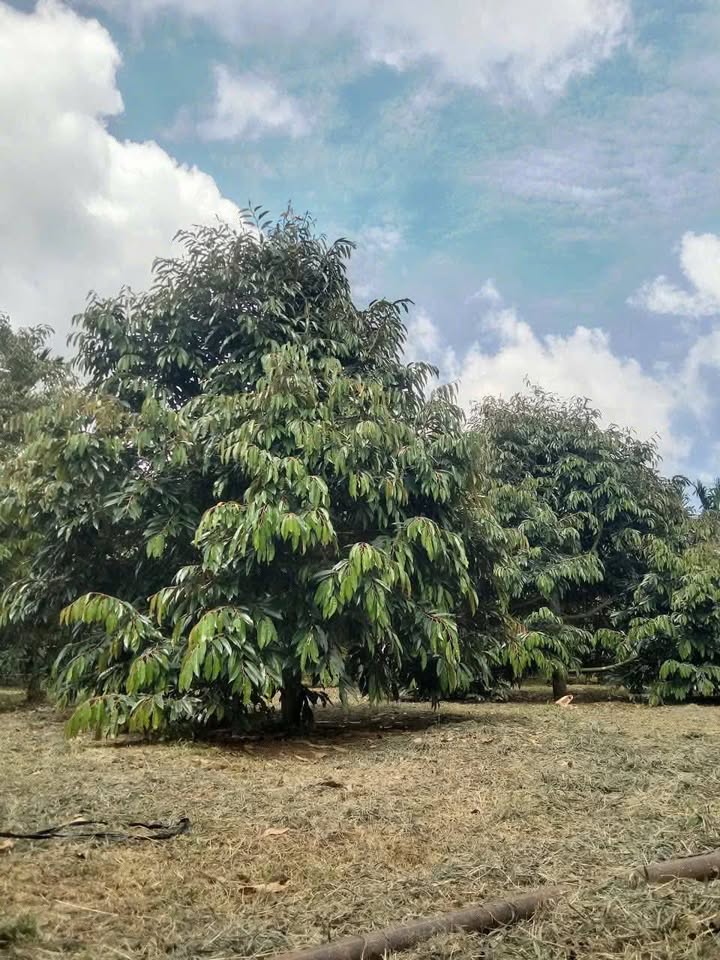 Đất Vườn 525m² Full Sầu Riêng Tại La Gi, Bình Thuận - Sổ Đỏ Riêng