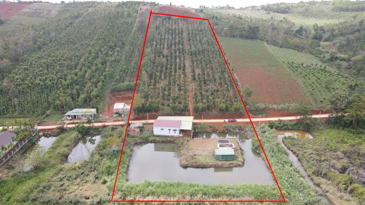 Bán Gấp Farm 1.5ha Đường Bê Tông, Đắk Nông - Giá 3.5 Tỷ