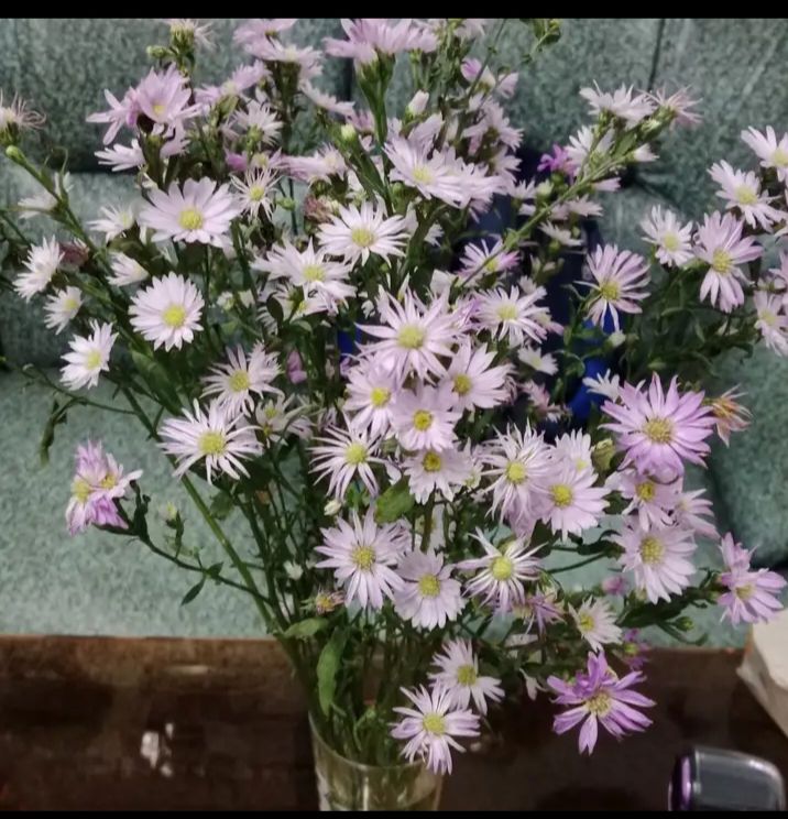 Đất Vĩnh Châu Sóc Trăng 280m² - Sổ Hồng Riêng, Giá 450 Triệu