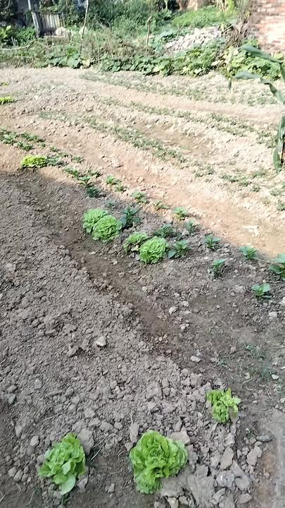 Bán Gấp Đất Vàng 400m² Thổ Cư Tại Đức Giang, Bắc Giang - Sẵn Sổ