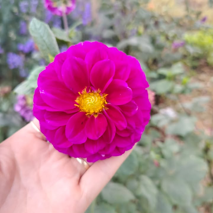 Bán đất Lạng Giang 125m² full thổ cư, view sân bóng, kinh doanh tốt