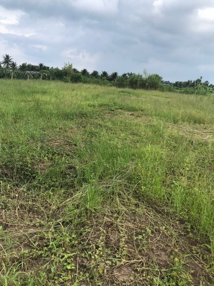 Bán Đất 1000m² Xã Tân Thuận Bình, Chợ Gạo - Sổ Hồng Sẵn Sàng