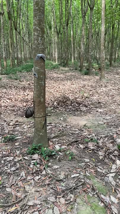 Đất Vườn 2520m² Mặt Tiền Dĩ An, Bình Dương - Giá Tốt Đầu Tư