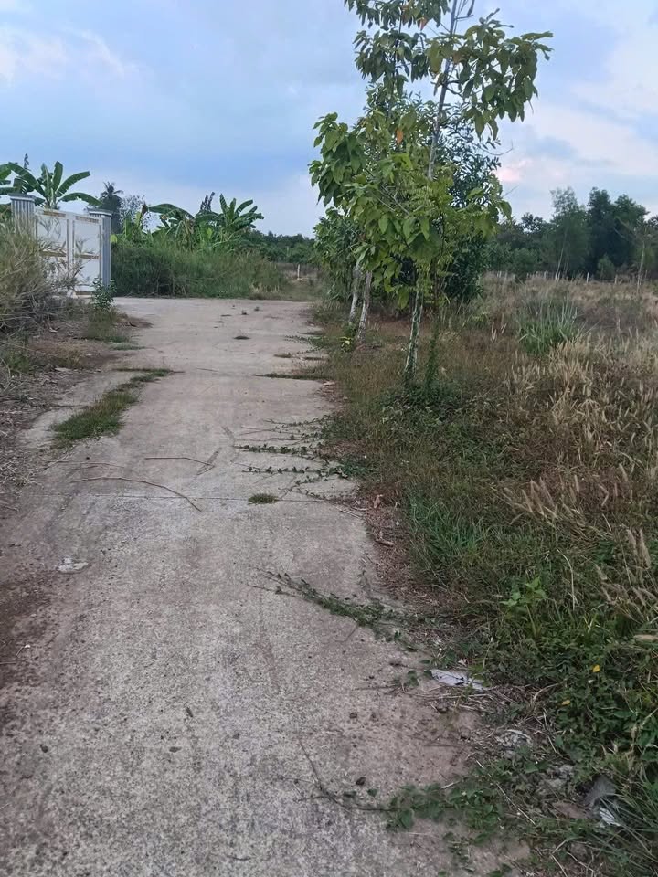 Đất Vườn Đồng Nai 4320m² - Sổ Hồng Sẵn Sàng - Giá Đầu Tư 890 Triệu