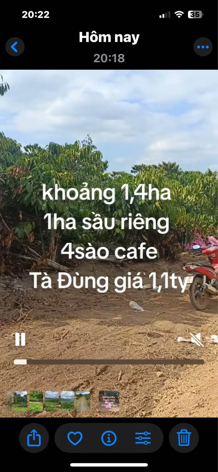 Bán Gấp Farm Sầu Riêng, Cafe 1.1 Tỷ Tại Tà Đùng, Đắk Nông