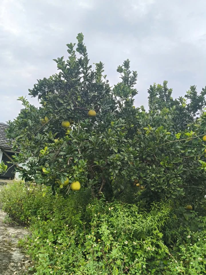 Đất nền Nam Định 4000m² - Đầu tư sinh lời, xây dựng tự do