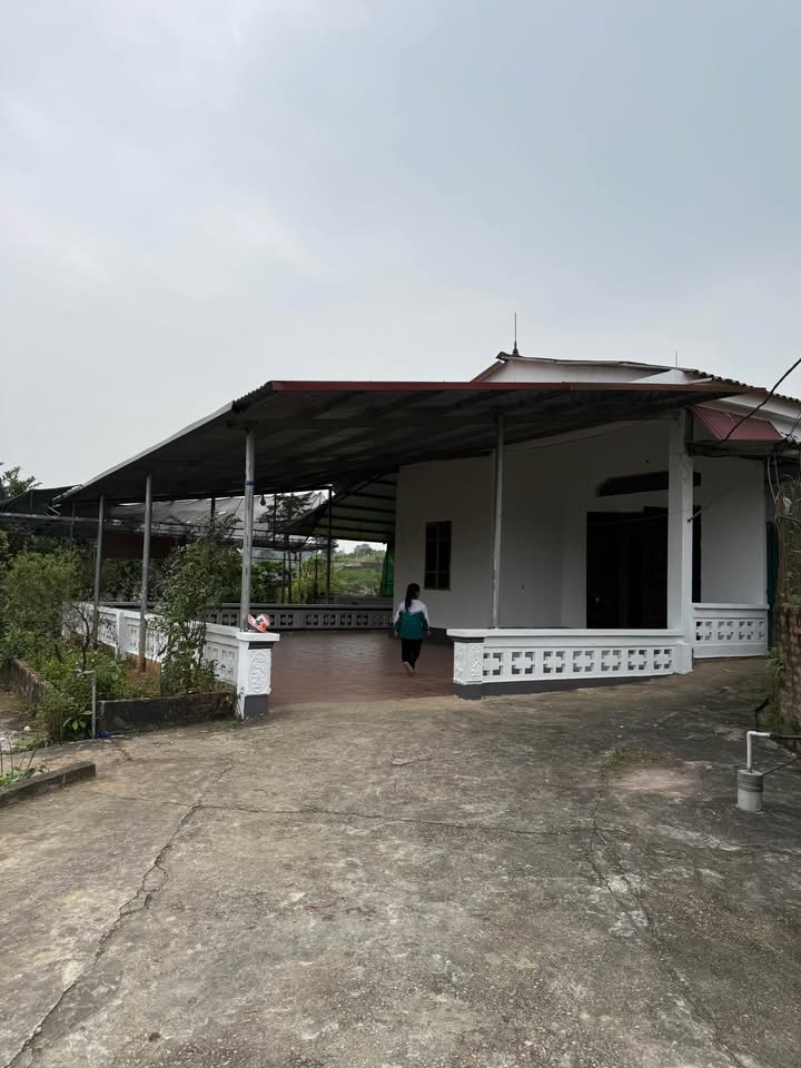 Bán Gấp Đất Vườn 1300m² Phú Thọ - Sẵn Nhà Vườn, View Cánh Đồng Xinh