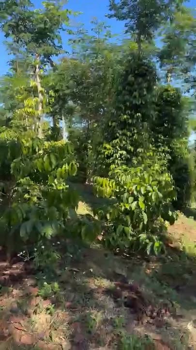 Bán Gấp 5.5ha Đất Vườn Xã Đak Ơ, Bình Phước - Giá 3.57 Tỷ