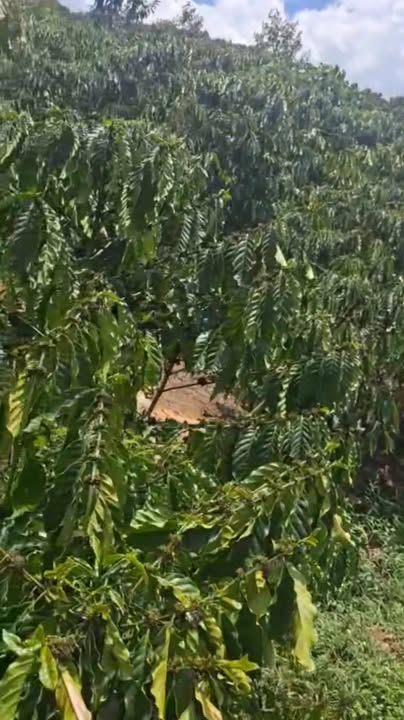 Bán Đất Vườn Lâm Hà 16.000m² - Mặt Đường Đất Thoải, Giá 5.4 Tỷ