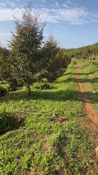 Bán gấp 3ha Đắk Nông: 700 cây Sầu Riêng, 5000 cây Cafe - Giá 4.2 tỷ