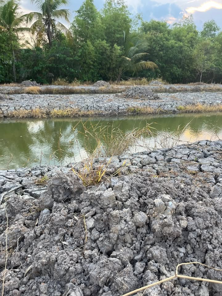 Bán Đất Vườn 5626m² Tặng Nhà Đẹp, Sổ Đỏ Tại Long Thạnh, Hậu Giang - 2.5 Tỷ TL