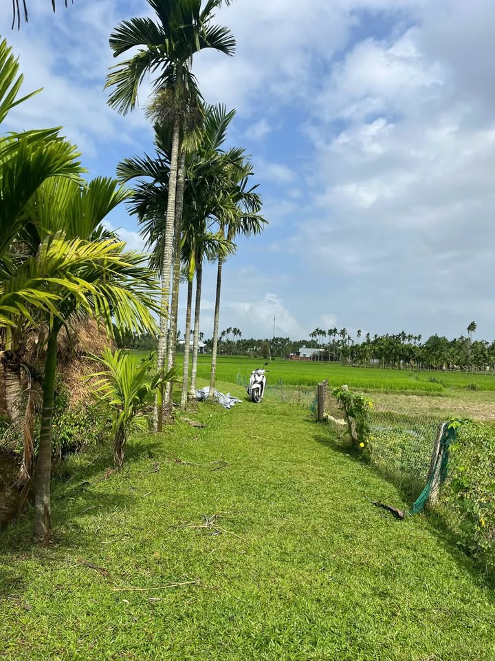 Đất Vườn Tam Xuân II (2500m²) - Giá 1 Tỷ xx Triệu - Lý Tưởng Làm Nhà Vườn