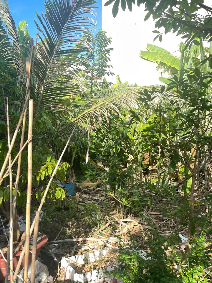 Đất Mặt Tiền Đường Số 12 Cà Mau 101m² - Thổ Cư Sẵn Sổ