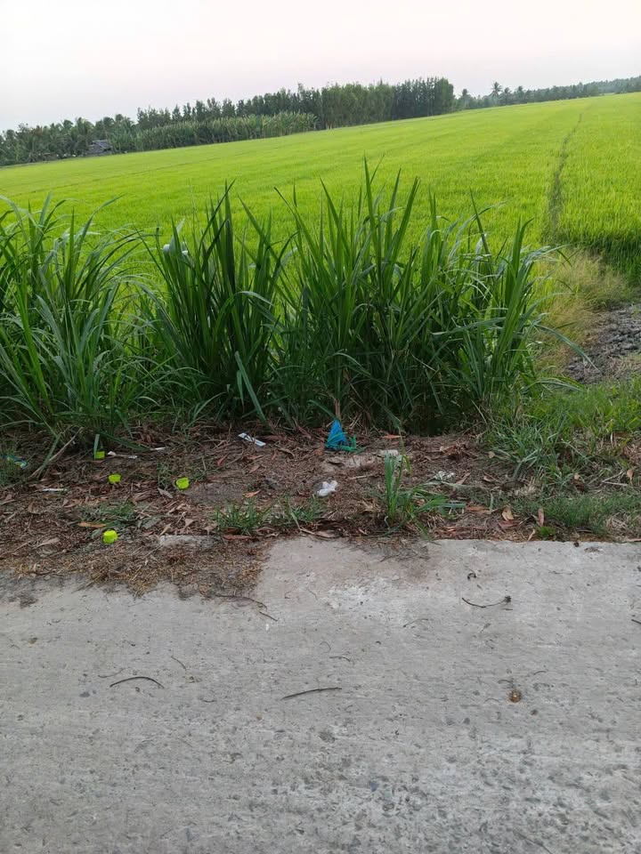 Bán Đất Trà Vinh 7700m² Mặt Tiền Đường Ô Tô - Giá Đầu Tư 180 Triệu