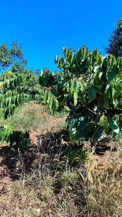 Farm Đắk Nông 2ha Sổ Hồng - Trồng Cà Phê, Sầu Riêng, Tiêu - Giá 4.3 Tỷ