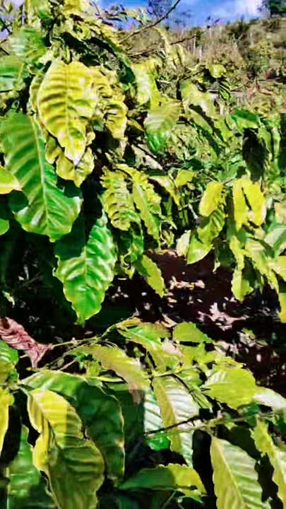 Bán Gấp Đất Vườn 13000m² Tuy Đức, Đắk Nông - Sẵn Sàng Đầu Tư